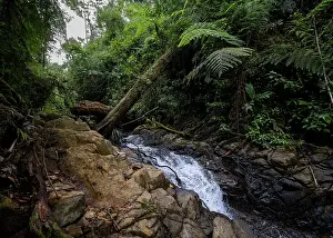 Central America Cloud Forest Prints: Stream flowing over rocks amongst dense cloud forest vegetation