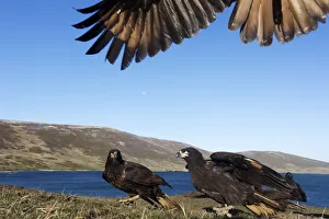 Striated caracara (Phalcoboenus australis) group with one landing from above with only wings Striated caracara (Phalcoboenus australis) group with one landing from above with only wings