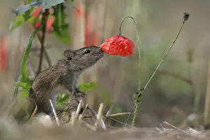 Striped Field Mouse (Apodemus agrarius) and Corn Poppy (Papaver rhoeas). Lublin Highland Striped Field Mouse (Apodemus agrarius) and Corn Poppy (Papaver rhoeas). Lublin Highland