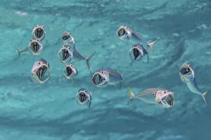 Striped mackerel (Rastrelliger kanagurta) with mouths wide open as they swim through the water Striped mackerel (Rastrelliger kanagurta) with mouths wide open as they swim through the water
