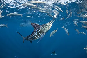 Striped marlin (Tetrapturus audax) feeding on Sardine (Sardinops sagax). Magdalena Bay Striped marlin (Tetrapturus audax) feeding on Sardine (Sardinops sagax). Magdalena Bay