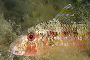 Striped red mullet (Mullus surmuletus) portrait, Larvotto Marine Reserve, Monaco Striped red mullet (Mullus surmuletus) portrait, Larvotto Marine Reserve, Monaco