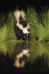 Striped Skunk (Mephitis mephitis) drinking from wetland lake at night, Fennessey Ranch Striped Skunk (Mephitis mephitis) drinking from wetland lake at night, Fennessey Ranch