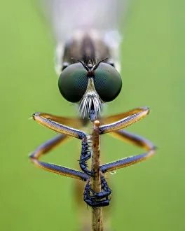 Striped slender robberfly (Leptogaster cylindrica) clos up of head, Ledston, Yorkshire Striped slender robberfly (Leptogaster cylindrica) clos up of head, Ledston, Yorkshire