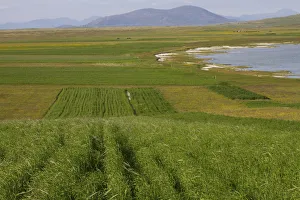Strips of cultivated Black oats (Avena strigosa) , grown by crofters ,who create sillage Strips of cultivated Black oats (Avena strigosa) , grown by crofters ,who create sillage