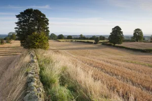 Stubble left in fields after harvest, Haregill Lodge Farm, Ellingstring, North Yorkshire Stubble left in fields after harvest, Haregill Lodge Farm, Ellingstring, North Yorkshire