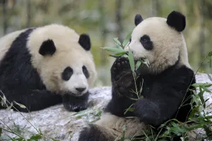Two subadult Giant pandas (Ailuropoda melanoleuca) feeding on bamboo, Wolong Nature Reserve Two subadult Giant pandas (Ailuropoda melanoleuca) feeding on bamboo, Wolong Nature Reserve