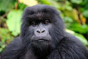 Subadult Mountain gorilla (Gorilla beringei) portrait, Volcanoes National Park, Rwanda Subadult Mountain gorilla (Gorilla beringei) portrait, Volcanoes National Park, Rwanda