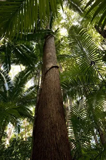 Subtropical rainforest growing in a creek gully, while at higher levels a mixed forest Subtropical rainforest growing in a creek gully, while at higher levels a mixed forest
