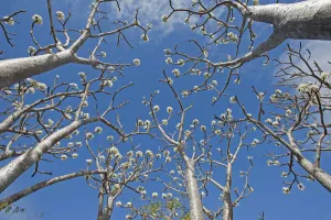 Succulent trees (Pachypodium rutenbergianum) low angle view, Ramena, Madagascar Succulent trees (Pachypodium rutenbergianum) low angle view, Ramena, Madagascar