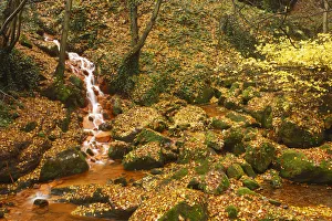 Sucha Kamenice / Creek flowing between leaf covered rocks, Hrensko, Ceske Svycarsko Sucha Kamenice / Creek flowing between leaf covered rocks, Hrensko, Ceske Svycarsko