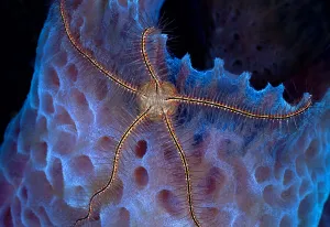 Suenson's brittle star (Ophiothrix suensonii) on Azure vase sponge (Callyspongia plicifera), St. Vincent, Caribbean Suenson's brittle star (Ophiothrix suensonii) on Azure vase sponge (Callyspongia plicifera), St. Vincent, Caribbean