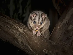 Sugar glider (Petaurus breviceps) eats a meal worm (Tenebrio molitor) on a tree at night Sugar glider (Petaurus breviceps) eats a meal worm (Tenebrio molitor) on a tree at night