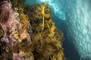 Sugar kelp (Saccharina latissima) and Sea anemones (Actiniaria) on rock near iceberg Sugar kelp (Saccharina latissima) and Sea anemones (Actiniaria) on rock near iceberg