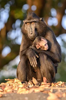 Sulawesi black macaque (Macaca nigra) female and baby Tangkoko National Park, Sulawesi Sulawesi black macaque (Macaca nigra) female and baby Tangkoko National Park, Sulawesi