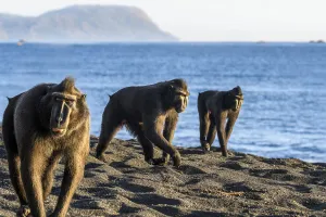 Sulawesi black macaques (Macaca nigra) males foraging on exposed beach at low tide Sulawesi black macaques (Macaca nigra) males foraging on exposed beach at low tide
