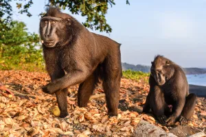 Sulawesi or Celebes c black macaque (Macaca nigra) foraging on exposed beach at low Sulawesi or Celebes c black macaque (Macaca nigra) foraging on exposed beach at low