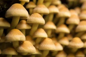 Sulphur tuft mushrooms (Hypholoma fasciculare), Hampstead Heath, England, UK. September Sulphur tuft mushrooms (Hypholoma fasciculare), Hampstead Heath, England, UK. September