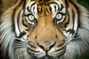Sumatran tiger (Panthera tigris tigris / Panthera tigris altaica) close up portrait, captive Sumatran tiger (Panthera tigris tigris / Panthera tigris altaica) close up portrait, captive