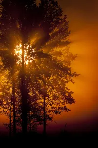 Sun filtering through mist at dawn silhouetting trees, Bergslagen, Sweden, June 2009 Sun filtering through mist at dawn silhouetting trees, Bergslagen, Sweden, June 2009
