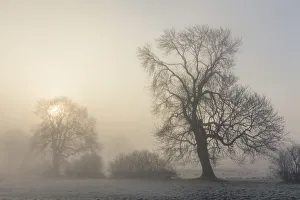 Sun rising behind Ash tree (Fraxinus excelsior) in dense fog. Bonsall, Peak District National Park Sun rising behind Ash tree (Fraxinus excelsior) in dense fog. Bonsall, Peak District National Park