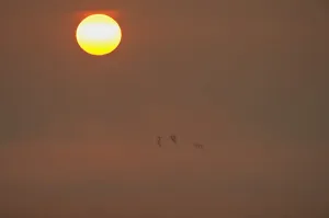 Sun rising at dawn with silhouette of Shelduck (Tadorna tadorna) in flight, Elmley RSPB Reserve Sun rising at dawn with silhouette of Shelduck (Tadorna tadorna) in flight, Elmley RSPB Reserve
