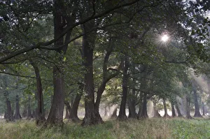 Sun shining through trees in Common alder (Alnus glutinosa) forest, Klampenborg Dyrehaven Sun shining through trees in Common alder (Alnus glutinosa) forest, Klampenborg Dyrehaven