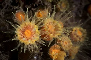 Sun / Tube coral (Tubastraea sp) with tentacles extended to catch zooplankton. Gulf of Bohai Sun / Tube coral (Tubastraea sp) with tentacles extended to catch zooplankton. Gulf of Bohai
