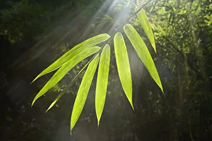 Sunbeams shining through Bamboo (Bambusidae) leaves. Shunan Zhuhai National Park, Sichuan Province Sunbeams shining through Bamboo (Bambusidae) leaves. Shunan Zhuhai National Park, Sichuan Province
