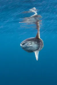 Sunfish (Mola mola) basking at the surface on summers day. Penzance, Cornwall Sunfish (Mola mola) basking at the surface on summers day. Penzance, Cornwall