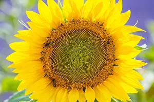 Sunflower (Helianthus annus) Valensole Plateau, Alpes Haute Provence, France, June Sunflower (Helianthus annus) Valensole Plateau, Alpes Haute Provence, France, June