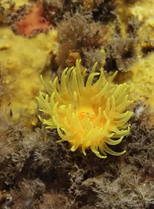 Sunset cup coral / Yellow cave coral (Leptopsammia pruvoti), on sponge covered rock face Sunset cup coral / Yellow cave coral (Leptopsammia pruvoti), on sponge covered rock face