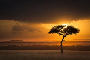 Sunset over savanna landscape image with a lone (Acacia) tree, Masai Mara NR, Kenya Sunset over savanna landscape image with a lone (Acacia) tree, Masai Mara NR, Kenya