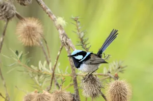 Superb Fairy Wren (Malurus cyaneus) male, Tasmania, Australia Superb Fairy Wren (Malurus cyaneus) male, Tasmania, Australia