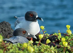 2018 january highlights/swallow tailed gull creagrus furcatus 2018 january highlights/swallow tailed gull creagrus furcatus