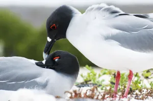 Swallow-tailed gull (Creagrus furcatus) pair mutual preening in courtship Swallow-tailed gull (Creagrus furcatus) pair mutual preening in courtship