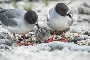 Swallow-tailed gull (Creagrus furcatus), pair guarding small chick, Genovesa Island Swallow-tailed gull (Creagrus furcatus), pair guarding small chick, Genovesa Island