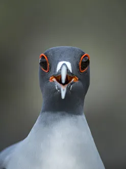 2018 january highlights/swallow tailed gull creagrus furcatus calling 2018 january highlights/swallow tailed gull creagrus furcatus calling