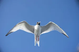 Swallow-tailed gull (Creagrus furcatus) in flight, Plazas Islands, Galapagos Swallow-tailed gull (Creagrus furcatus) in flight, Plazas Islands, Galapagos