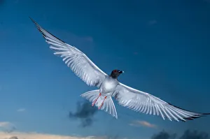 Swallow-tailed gull (Creagrus furcatus) in flight, Punta Cevallos, Espanola Island Swallow-tailed gull (Creagrus furcatus) in flight, Punta Cevallos, Espanola Island