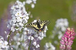 Swallowtail butterfly (Papilio machaon) in garden, Norfolk, England, UK, June Swallowtail butterfly (Papilio machaon) in garden, Norfolk, England, UK, June