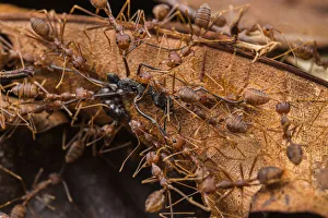 Swarm of Asian weaver ants (Oecophylla smaragdina) attacking a Finger-print ant (Diacamma sp) Swarm of Asian weaver ants (Oecophylla smaragdina) attacking a Finger-print ant (Diacamma sp)
