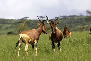 Swaynes hartebeest (Alcephalus busephalus swaynei), Senkelle Swaynes Hartebeest Sanctuary Swaynes hartebeest (Alcephalus busephalus swaynei), Senkelle Swaynes Hartebeest Sanctuary