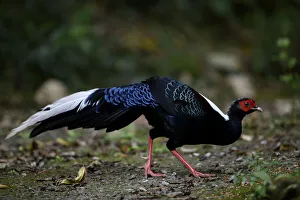 Swinhoe's pheasant (Lophura swinhoii) crossing forest path, Taiwan Swinhoe's pheasant (Lophura swinhoii) crossing forest path, Taiwan