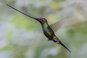 Sword billed hummingbird (Ensifera ensifera) in flight, Guango, Napo, Ecuador Sword billed hummingbird (Ensifera ensifera) in flight, Guango, Napo, Ecuador