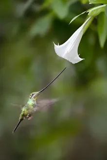 Sword-billed Hummingbird (Ensifera ensifera) feeding at an Angels or Devil's Sword-billed Hummingbird (Ensifera ensifera) feeding at an Angels or Devil's