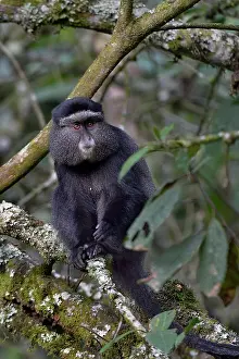 Cute Monkey Photos Prints: Sykes monkey (Cercopithecus mitis albogularis) sitting in tree, Uganda