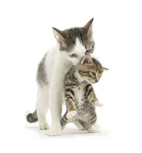 Tabby-and-white Siberian-cross mother cat carrying her tabby kitten, 4 weeks Tabby-and-white Siberian-cross mother cat carrying her tabby kitten, 4 weeks