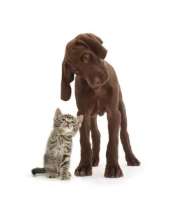 Tabby kitten looking up at chocolate pointer puppy Tabby kitten looking up at chocolate pointer puppy