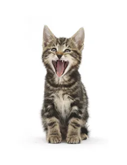 Tabby kitten, Picasso, 7 weeks, yawning Tabby kitten, Picasso, 7 weeks, yawning